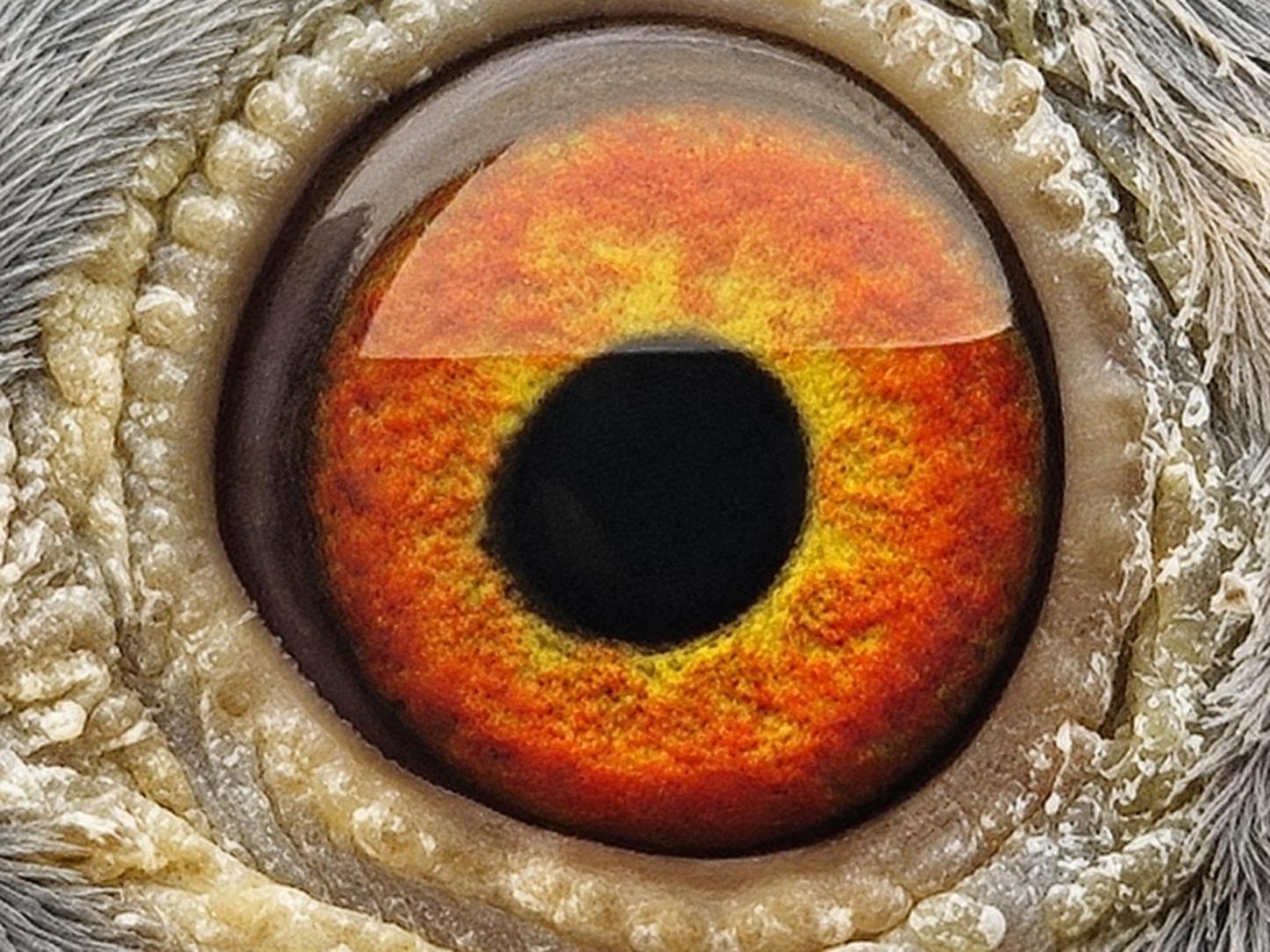 Pigeon eye